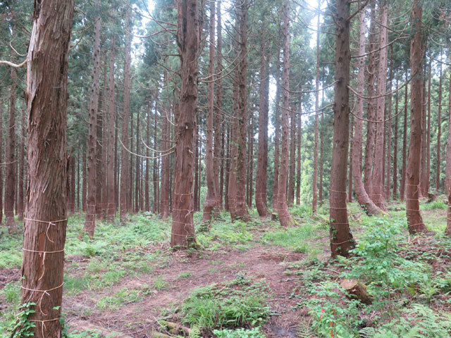 2017年6月18日　キラズ山（1,187m･富山県富山市）_c0116856_19530774.jpg