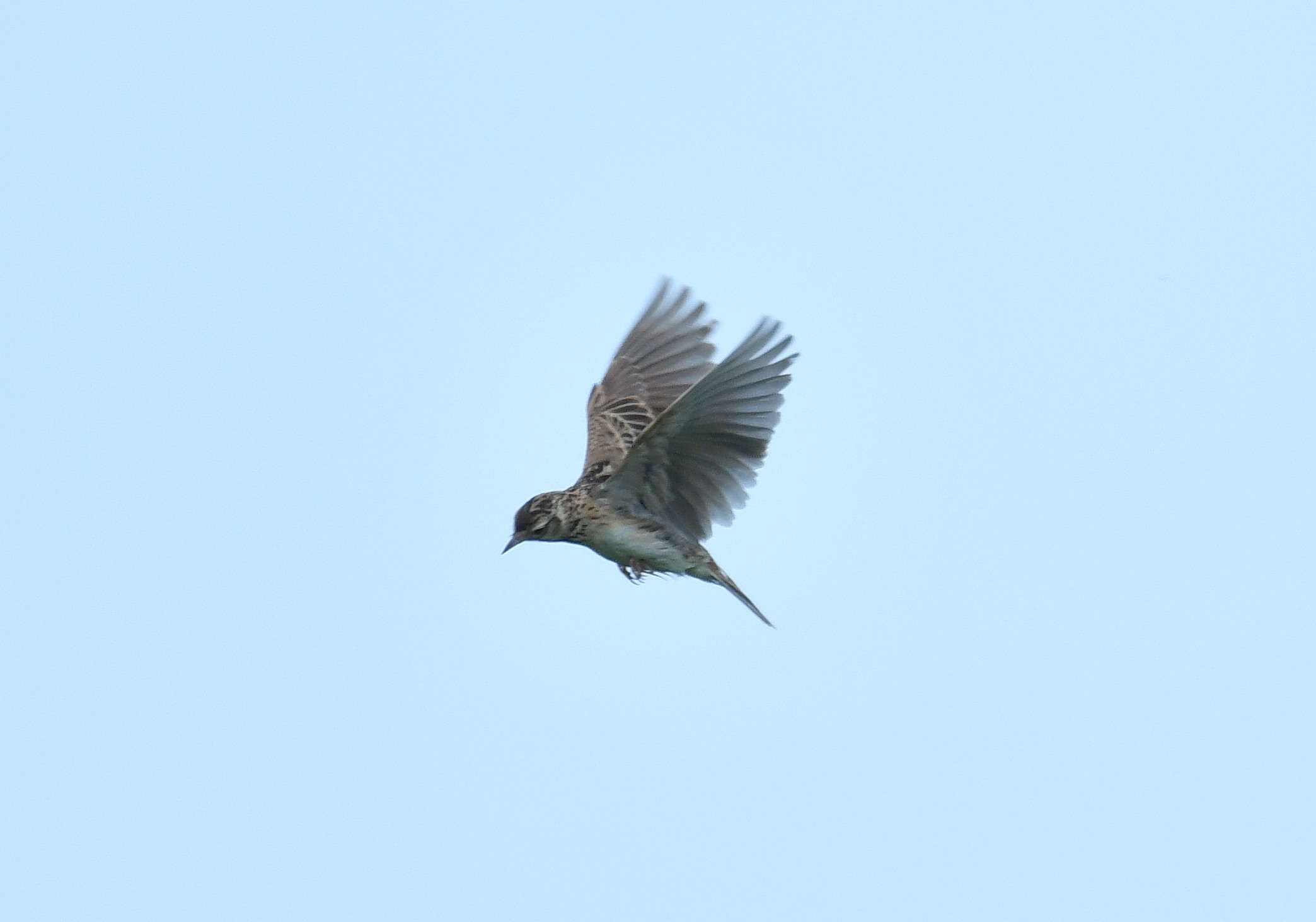 ホバリングするこの鳥は トリ撮る花撮る