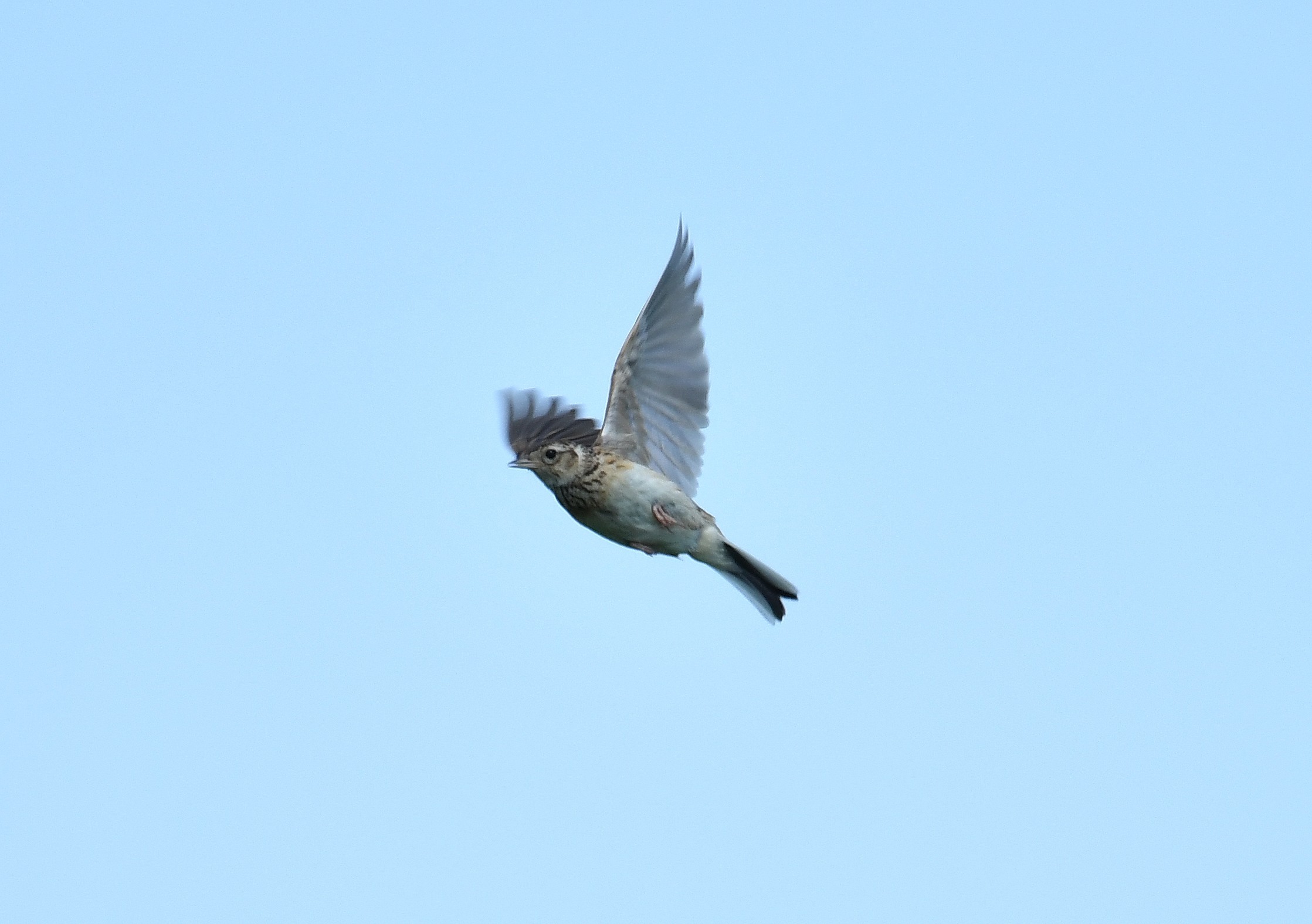 ホバリングするこの鳥は トリ撮る花撮る