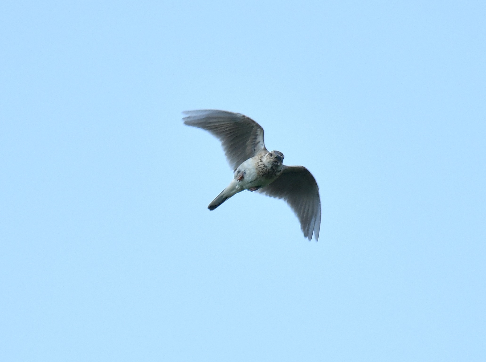ホバリングするこの鳥は トリ撮る花撮る