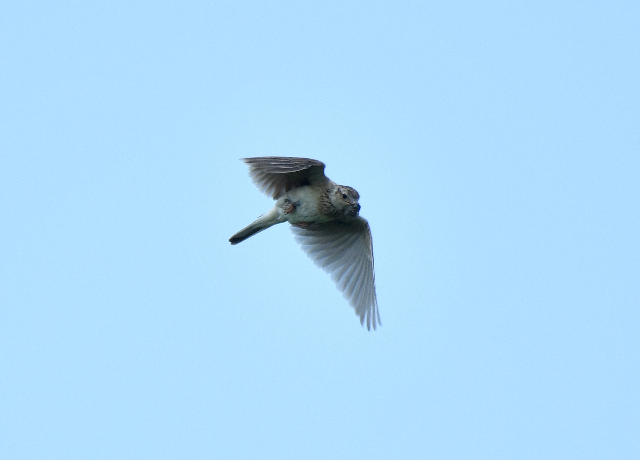 ホバリングするこの鳥は トリ撮る花撮る