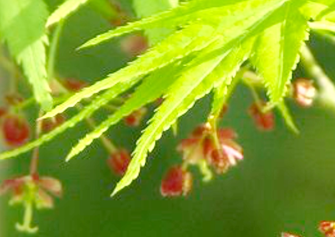 a0053063_08274511.png