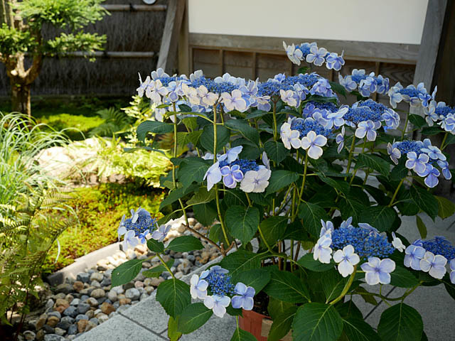 f0199866_20161652.jpg