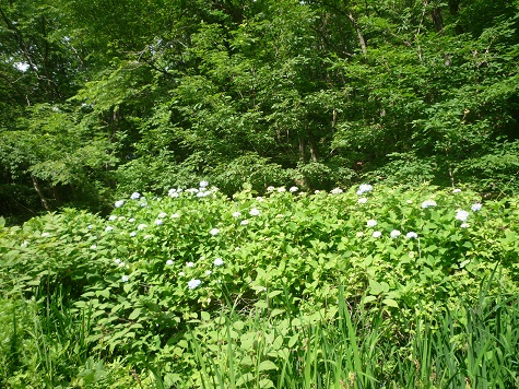 c0273271_14583981.jpg
