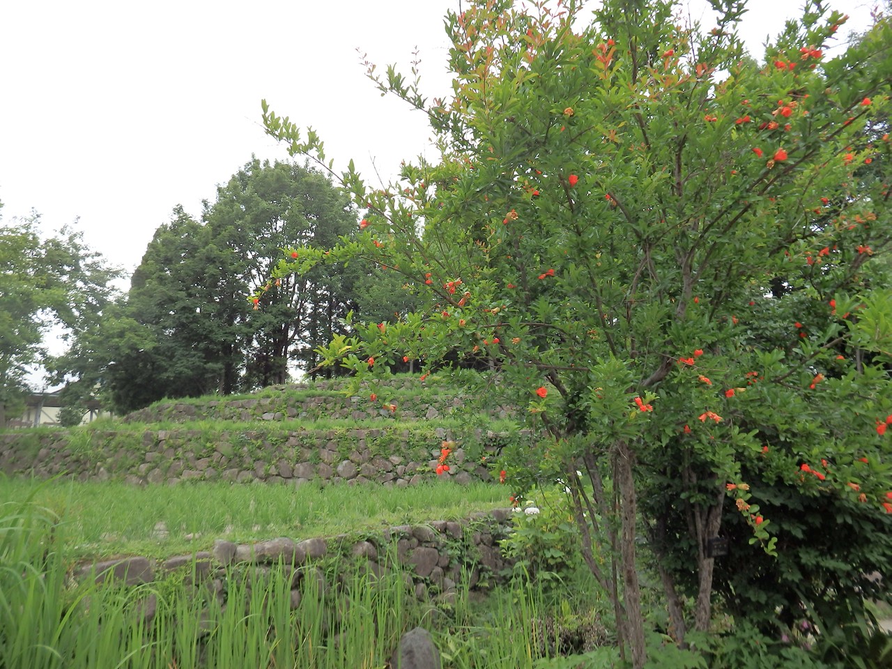 柘榴 ザクロ と白雲木 ハクウンボク と丘虎の尾 オカトラノオ 等 自然風の自然風だより