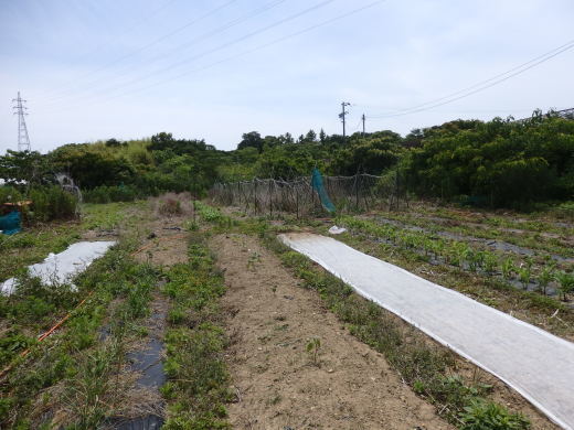 食用ホオズキの定植_a0078477_20594936.jpg