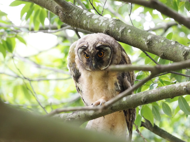 トラフズクの雛たち_f0372177_22173922.jpg