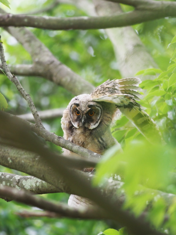 トラフズクの雛たち_f0372177_22174463.jpg