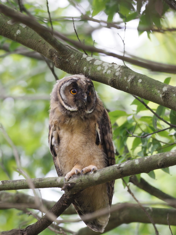 トラフズクの雛たち_f0372177_22175307.jpg