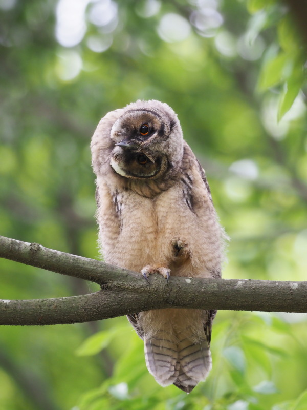 トラフズクの雛たち_f0372177_22175765.jpg