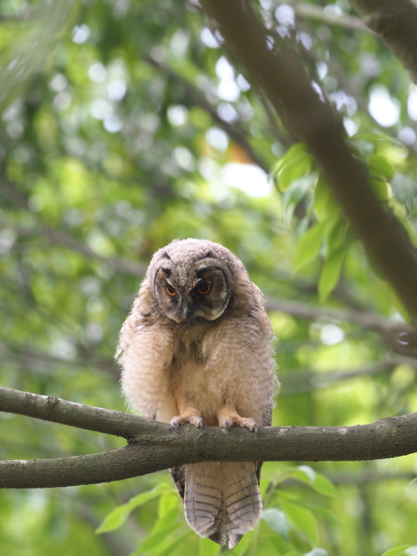 トラフズクの雛たち_f0372177_22180339.jpg