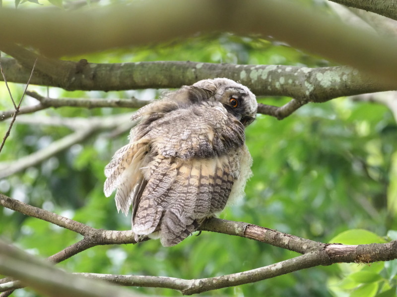 トラフズクの雛たち_f0372177_22181261.jpg