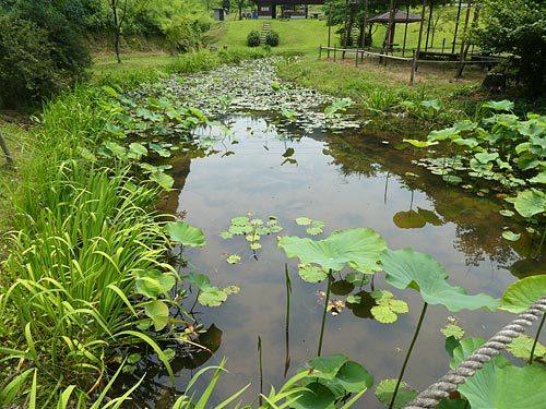 「鹿央古代の森のハス園」_c0152779_19302277.jpg