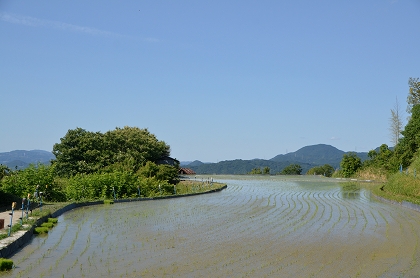 千早赤阪村　棚田の風景①2017 _c0229483_827864.jpg