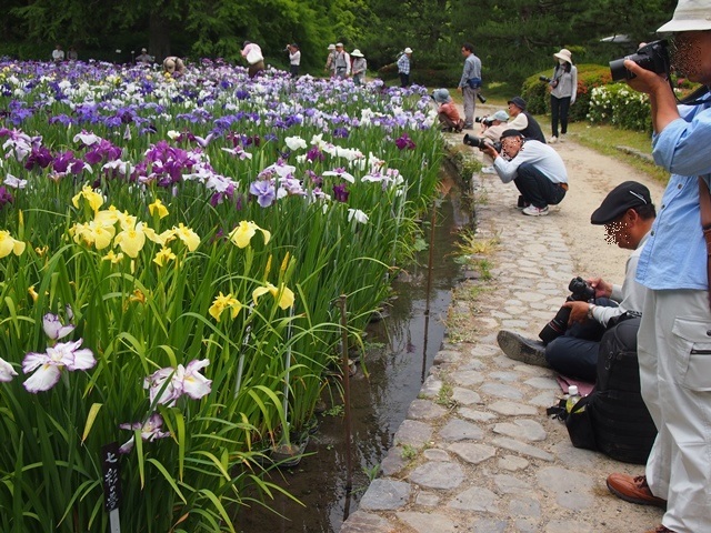  愛弟子と歩く新緑の京都路④京都府立植物園　花菖蒲園_f0146587_00255161.jpg