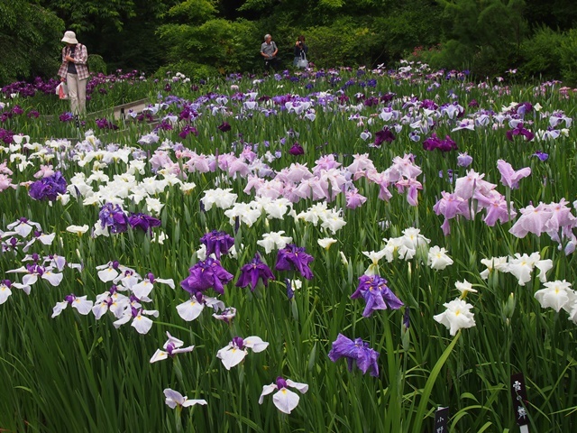  愛弟子と歩く新緑の京都路④京都府立植物園　花菖蒲園_f0146587_00271199.jpg