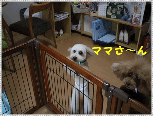 ひと月振りのトリミングデー、まだ夏仕様じゃないけどね、さっぱりしました。_b0175688_21213842.gif