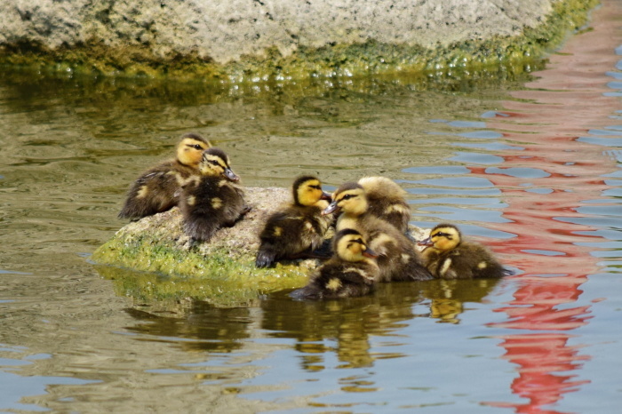 5月に出会った鳥さんたち②_a0127090_22123577.jpg