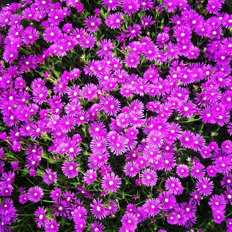 花とカマキリ。_a0045293_1358515.jpg