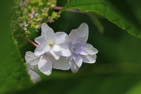 梅雨_a0222494_21272992.jpg