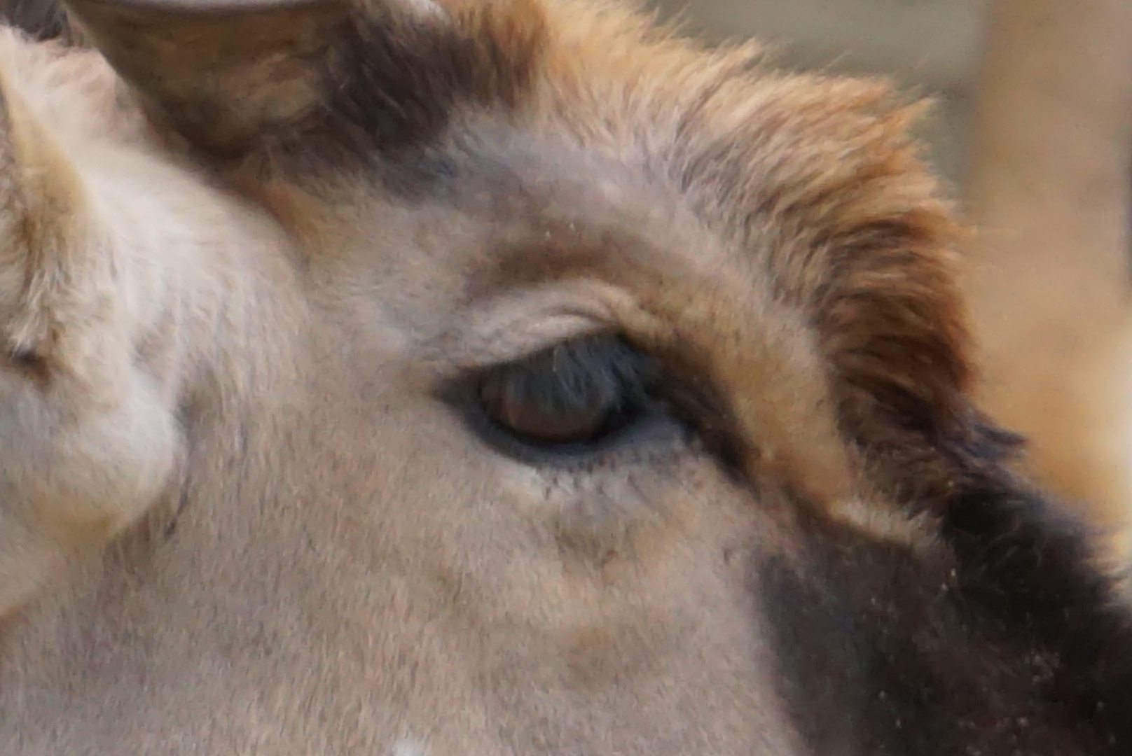 彼らの目   ー ベルリン動物園にて ー_f0362800_09531308.jpg