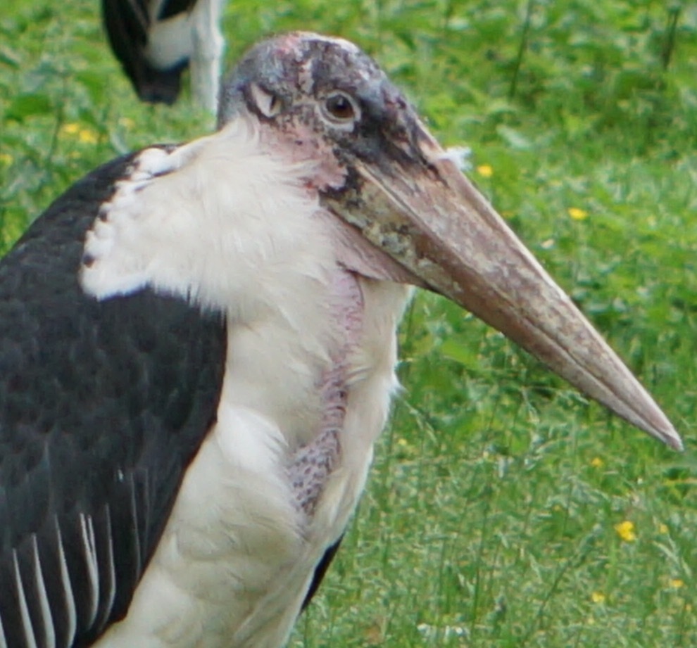 彼らの目   ー ベルリン動物園にて ー_f0362800_09551029.jpg