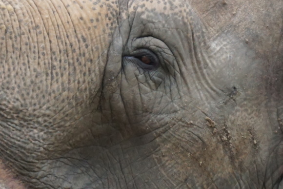 彼らの目   ー ベルリン動物園にて ー_f0362800_10101205.jpg