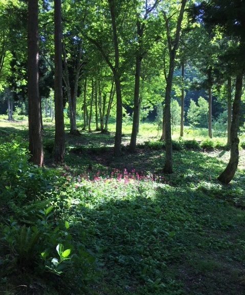 a0123003_10004389.jpg