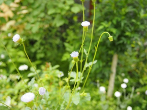 c0117007_21230043.jpg
