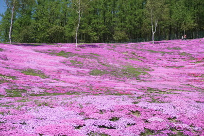 滝上公園の芝桜！を！_d0200811_21004902.jpg