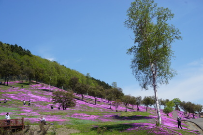 滝上公園の芝桜！を！_d0200811_21025124.jpg