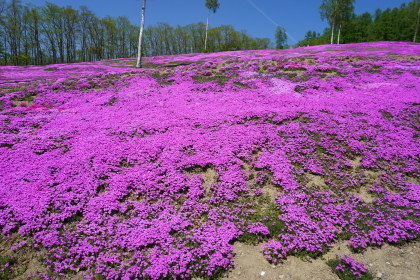 滝上公園の芝桜！を！_d0200811_21084927.jpg