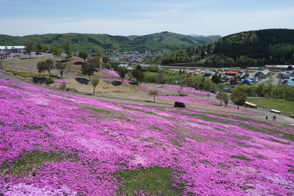 滝上公園の芝桜！を！_d0200811_21212274.jpg