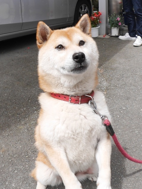 しば犬_f0045426_11140307.jpg