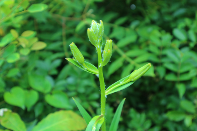 雨が落ちてくる前に花散策（ハマナデシコ）！_e0272335_184795.jpg