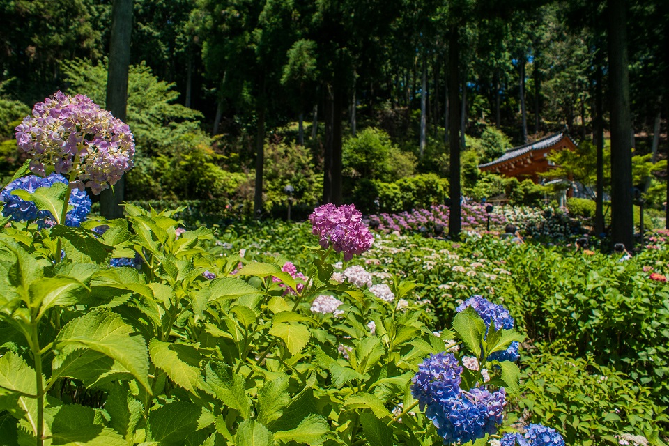 三室戸寺～紫陽花（ちょっと蓮）_e0363038_2215246.jpg