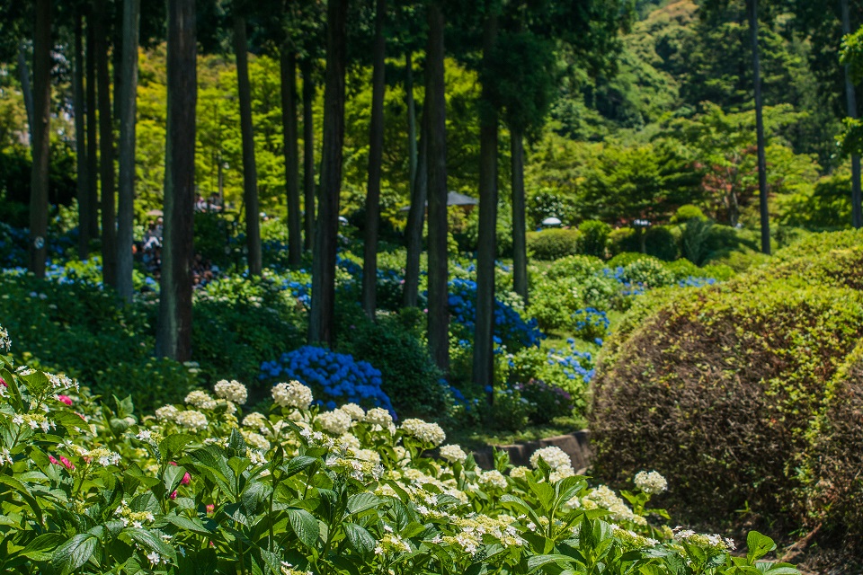 三室戸寺～紫陽花（ちょっと蓮）_e0363038_222151.jpg