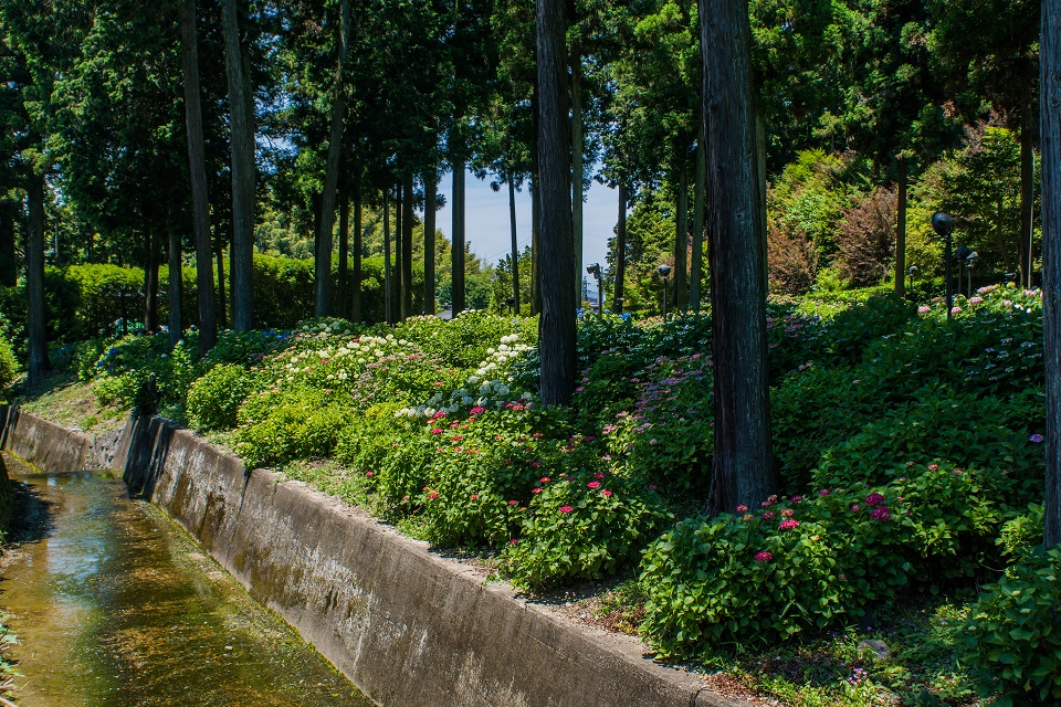 三室戸寺～紫陽花（ちょっと蓮）_e0363038_2222160.jpg