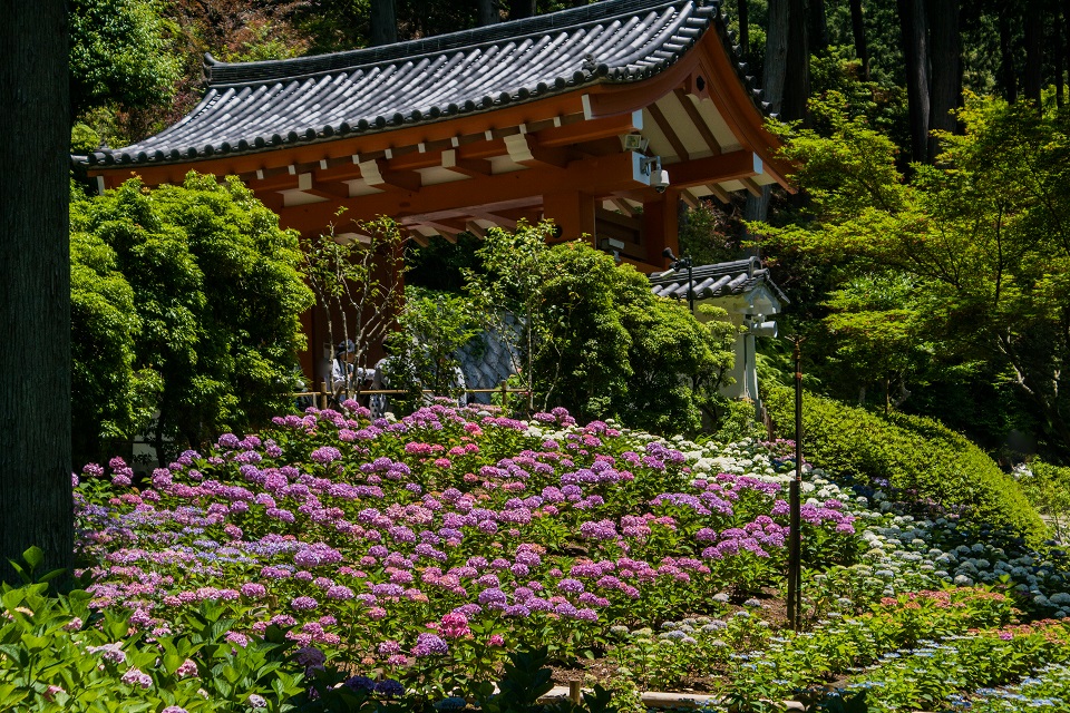 三室戸寺～紫陽花（ちょっと蓮）_e0363038_2222691.jpg