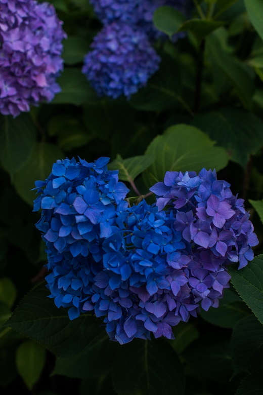 三室戸寺～紫陽花（ちょっと蓮）_e0363038_2223681.jpg