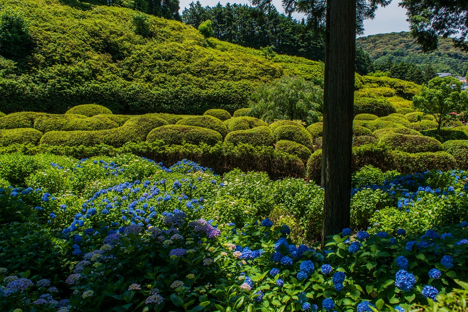 三室戸寺～紫陽花（ちょっと蓮）_e0363038_222389.jpg