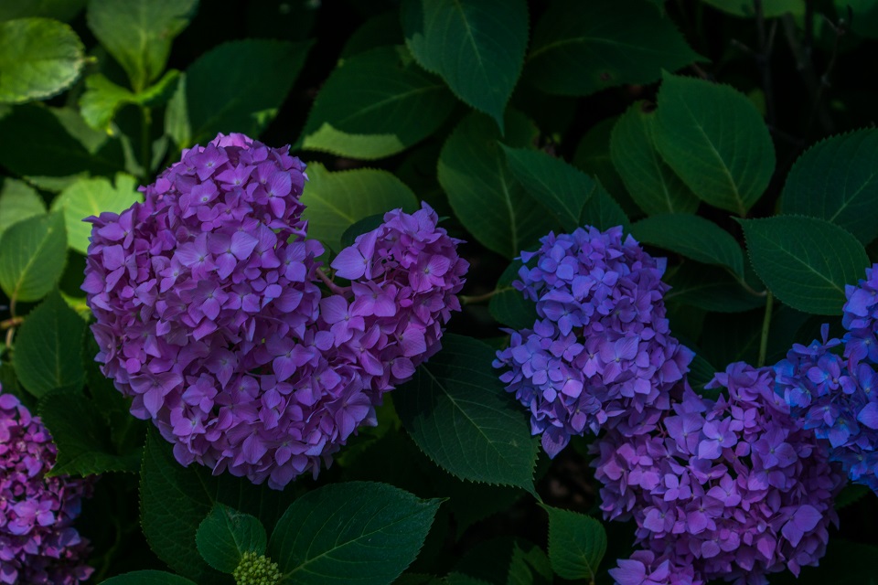 三室戸寺～紫陽花（ちょっと蓮）_e0363038_222402.jpg