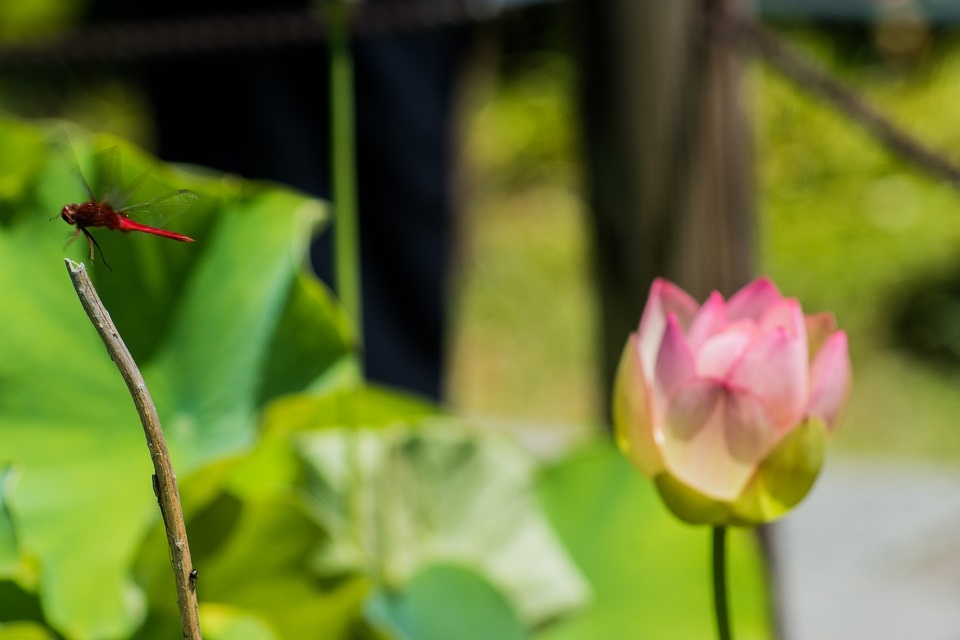 三室戸寺～紫陽花（ちょっと蓮）_e0363038_2225334.jpg