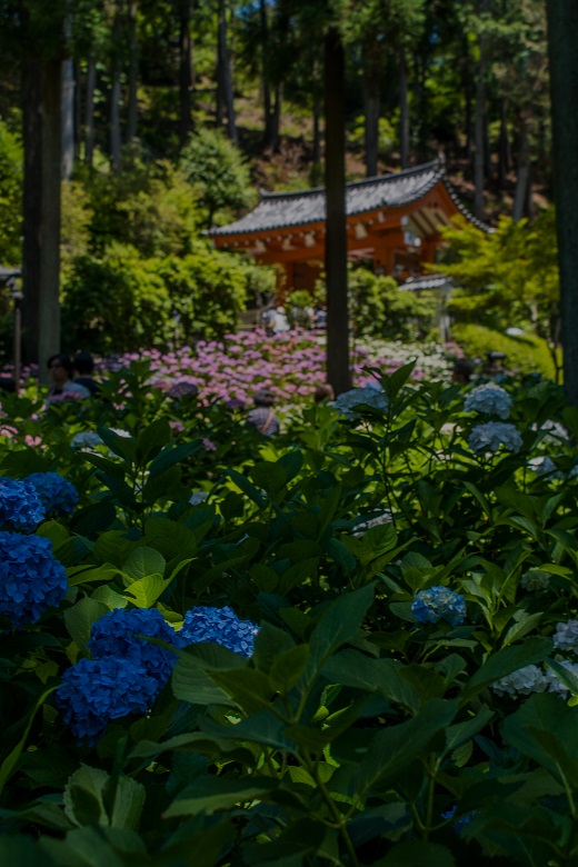 三室戸寺～紫陽花（ちょっと蓮）_e0363038_22291.jpg