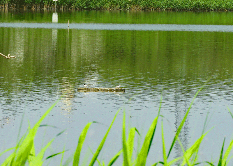 d0290240_12254860.gif