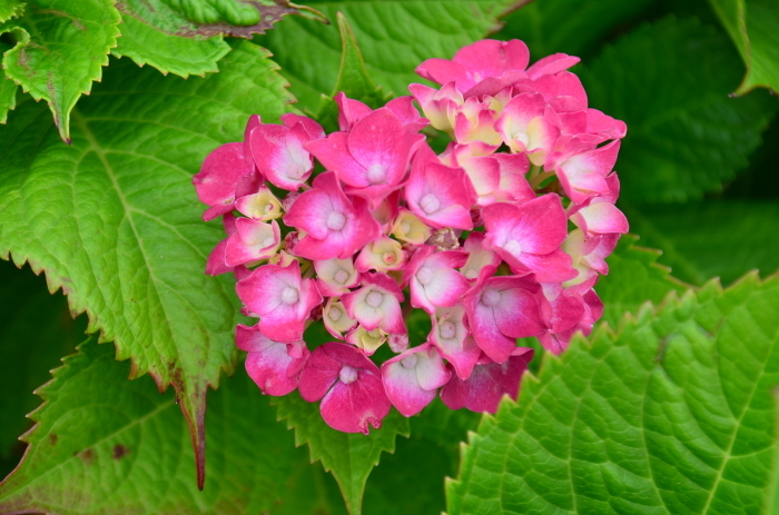 ”道の駅きららあじすの赤い紫陽花...6/20tue\"_d0153941_16382433.jpg