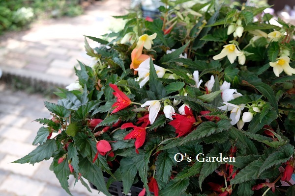 O\'s Garden 便りＮｏ．147_d0241945_19462032.jpg