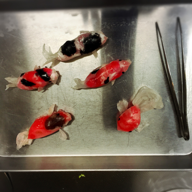 食べられる金魚と錦鯉 そして水ゼリー 幸せなトカゲ おもにケーキをつくってます