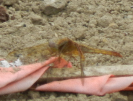 e0172950_2284168.jpg