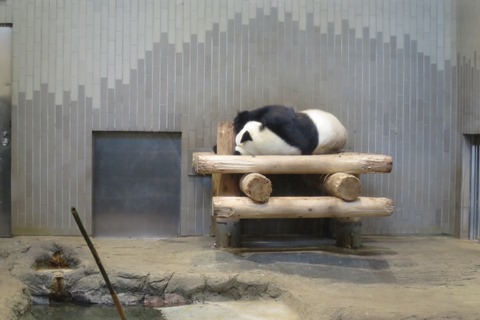 上野動物園_f0202151_20295927.jpg